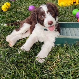 Bordoodle Puppies from Brisby Bordoodles