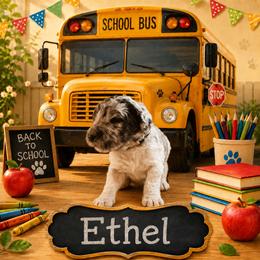 Ethel - Chocolate merle female Bernedoodle puppy in Julian, Pennsylvania from Happy Valley Doodles
