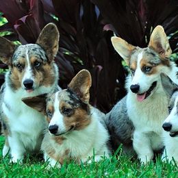 Cardigan Welsh Corgis and English Springer Spaniels from Sun Kissed Kennels