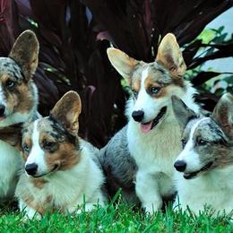 Cardigan Welsh Corgis and English Springer Spaniels from Sun Kissed Kennels