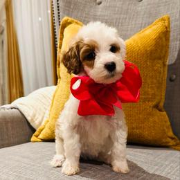 Pink Collar - Parti female Goldendoodle puppy in Miami, Florida from GoldStar Doodles USA
