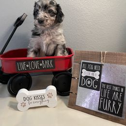 Aussiedoodle Puppies from Double K Farms