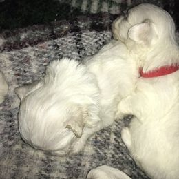 Maltese Puppies from Emotional Amor Support