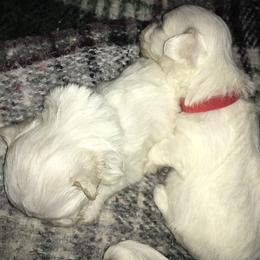 Maltese Puppies from Emotional Amor Support