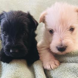 Scottish Terrier puppies from Kimball Kennels