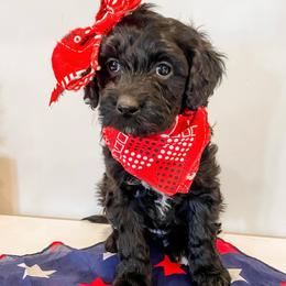 Fern - Black and white female Aussiedoodle puppy in Flagstaff, Arizona from Gunstock Doodles