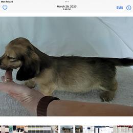 Dachshund Puppies from Northwest Dachshunds