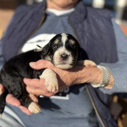 Aspen - Tri-color male Bernedoodle puppy in Ferguson, North Carolina from Elevated Standards NC