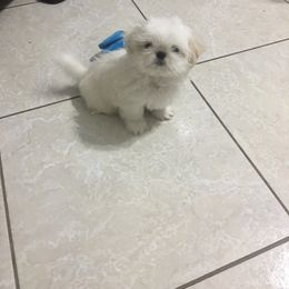 Shih Tzu Puppies from Sarayas Shih Tzus