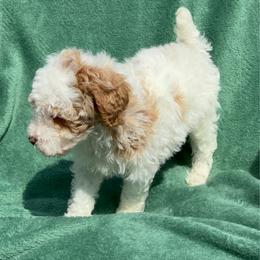 Mr FluffyBoy - Parti male Poodle puppy in Salem, Oregon from Oregon Poodle Oodle Doodles