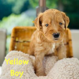Yellow Boy - Red  male Goldendoodle puppy in Kitsap County, Washington from Amazing Grace Doodles