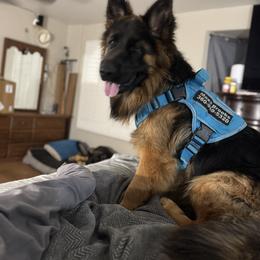 German Shepherd Puppies from Brooks High Quality Breeders