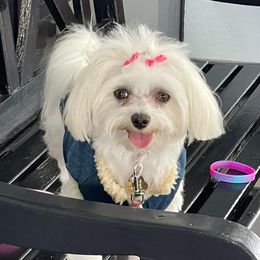 Mary Kate - Maltese