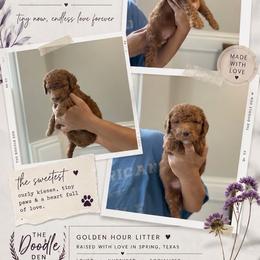 Purple - Red  female Goldendoodle puppy in Spring, Texas from The Doodle Den