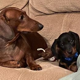 Dachshund All Grown Up from Woodshafen