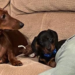 Dachshund All Grown Up from Woodshafen