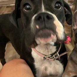 Boxers and French Bulldogs from Ultra Paws Plus