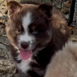 Mickey - Chocolate male Pomsky puppy in Spring Hill, Florida from PDQ Pomskies