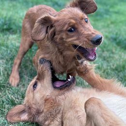 Golden Retrievers from Love is Golden