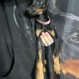 Doberman Pinscher Puppies from JODY'S DOBiES