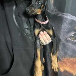 Doberman Pinscher Puppies from JODY'S DOBiES