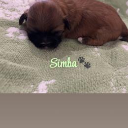 Simba - Sable male Shih Tzu puppy in Pearland, Texas from Pup Paw-lace