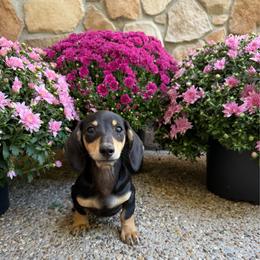 Goose 2950 - Black and cream male Dachshund puppy in Boston, Kentucky from River Bottom Mini Doxies