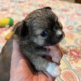 Kevin - Black sabled silver male Chihuahua puppy in Seneca, Missouri from Stephanie’s Puppy Colony