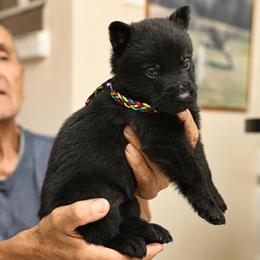 Multi-colored Tag - Black male German Shepherd puppy in Jersey City, New Jersey from Von Gonta Haus German Shepherds