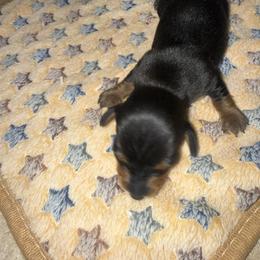 BT - Black and tan male Dachshund puppy in Topeka, Kansas from CJs Dachshunds