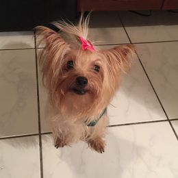 Yorkshire Terriers from Davila's Yorkies