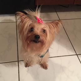 Yorkshire Terriers from Davila's Yorkies