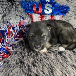 Corn - Agouti and white male Siberian Husky puppy in Folsom, Louisiana from Geaux Fluffy