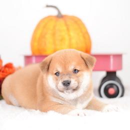 Midnight -FULL AKC REGISTRATION- - Red male Shiba Inu puppy in Neosho, Missouri from Kenny Cave K9s