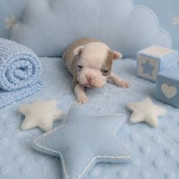 Lilac Boy - Black and white male Boston Terrier puppy in San Antonio, Texas from JT Bostons