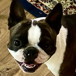 Phen - Boston Terrier