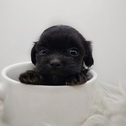 Companion Cross, Mal-Shi, Maltese, Maltipoo, Morkie, and Shih Tzu Puppies from Seeking Shalom Acres Maltese, Maltipoos & Havamalts
