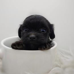 Companion Cross, Mal-Shi, Maltese, Maltipoo, Morkie, and Shih Tzu Puppies from Seeking Shalom Acres Maltese, Maltipoos & Havamalts