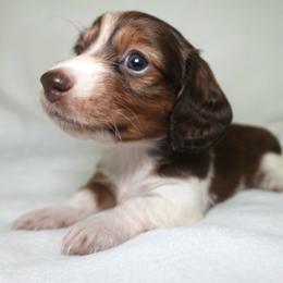 Goose - Piebald female Dachshund puppy in Texarkana, Texas from Lolo&CoDachshunds