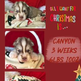 Canyon - Red and white male Siberian Husky puppy in Florence, Kentucky from Moonlight Howl Huskies