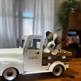 Stuffing - Sable male Pembroke Welsh Corgi puppy in Sheldon, Missouri from Clearsky Corgis