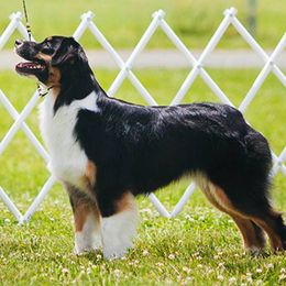 Australian Shepherds from Stormridge Australian Shepherds