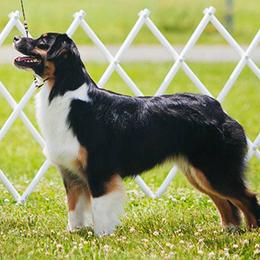 Australian Shepherds from Stormridge Australian Shepherds