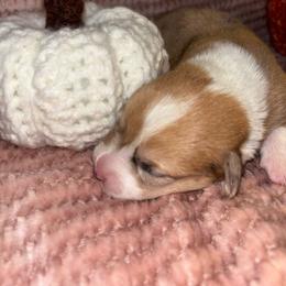 Rose - Red merle and white female American Corgi puppy in Madison, North Carolina from Montgomery Corgis