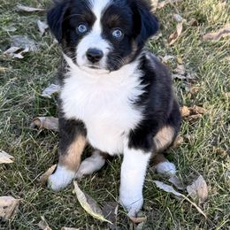 Miniature Australian Shepherd and Toy Australian Shepherd Puppies from Kickapoo Creek Toy & Mini Aussies