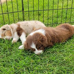 Miniature Australian Shepherd and Toy Australian Shepherd Puppies from Son Shine Farm