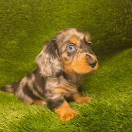 Boo - Black and tan male Dachshund puppy in Buckeye, Arizona from Duran Dachshunds