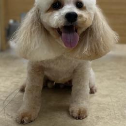 Charlotte - Poodle