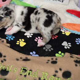 Cooper - Blue merle Miniature Australian Shepherd puppy in Middleburg, Florida from Tails End Ranch