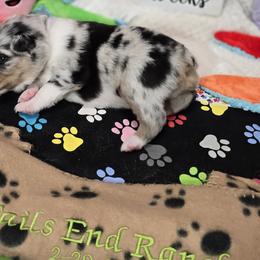 Cooper - Blue merle Miniature Australian Shepherd puppy in Middleburg, Florida from Tails End Ranch